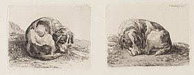 Ein schlafender Jagdhund ist links seitlich und rechts frontal abgebildet. 