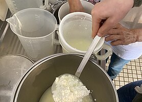 Das Bild zeigt eine Draufsicht auf einen Arbeitstisch mit vielen Gefäßen und Töpfen, einige Hände, die gerade arbeiten und mit einem Schöpflöffel die geronnenene Käsemasse ausheben für die weitere Bearbeitung.